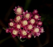 Antennaria pulvinata 18-9401